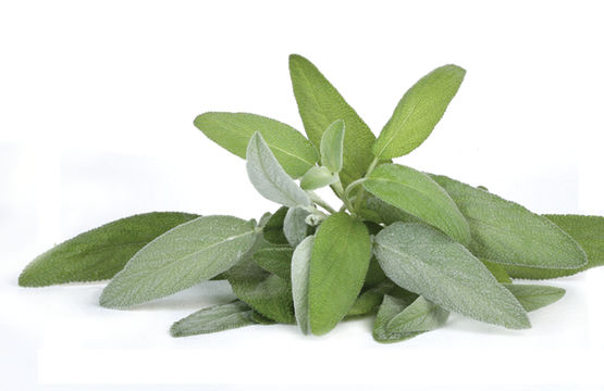Salvia, miracolul din grădină