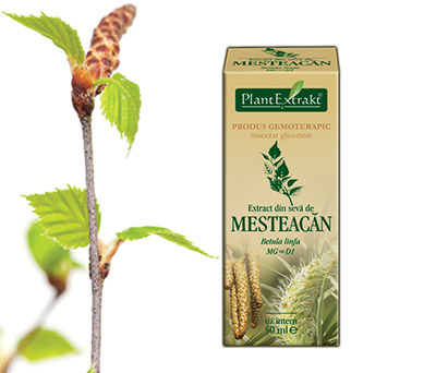 extraxt de mestecan