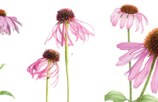 Povestea unei plante: echinacea