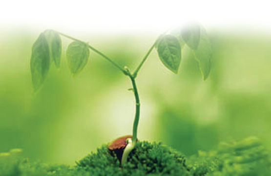 Misterele plantelor