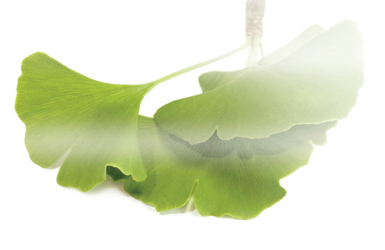 Ginkgo biloba... si in gemoterapie
