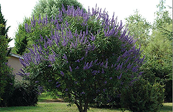 Vitex agnus castus  - o planta pentru femei